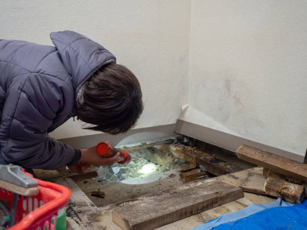 Best Black Mold Removal  in Raceland, KY