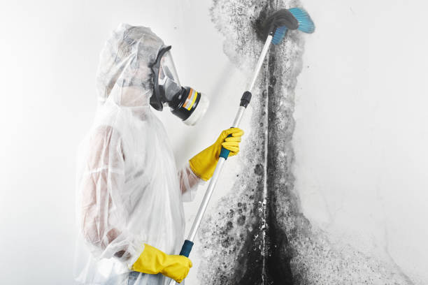 Best Environmental Consulting for Mold Prevention  in Raceland, KY