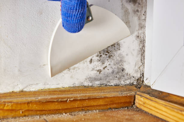 Best Environmental Consulting for Mold Prevention  in Raceland, KY